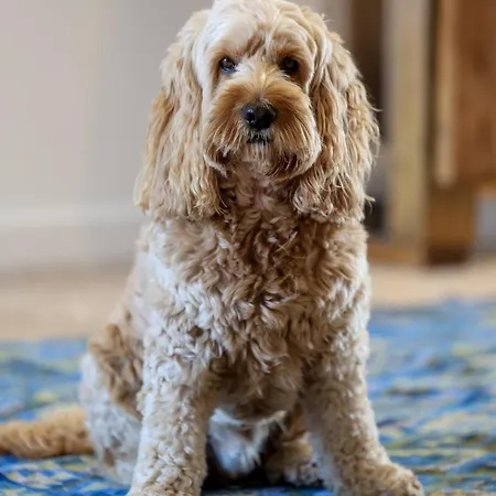 La Rocque Saint-Sulpice-de-Cognac